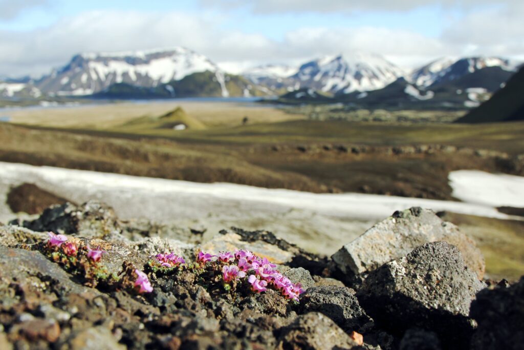 Landmannalaugar
