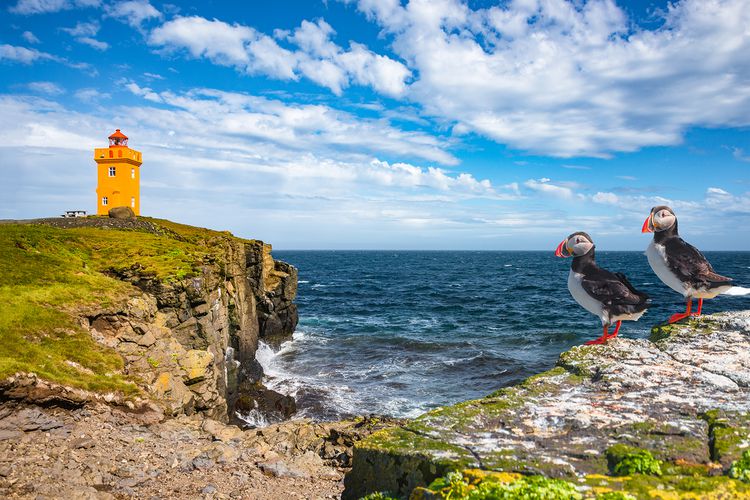 Puffin Paradise